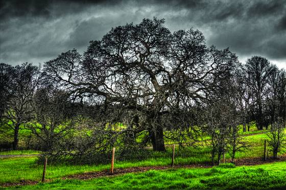 Valley_oak