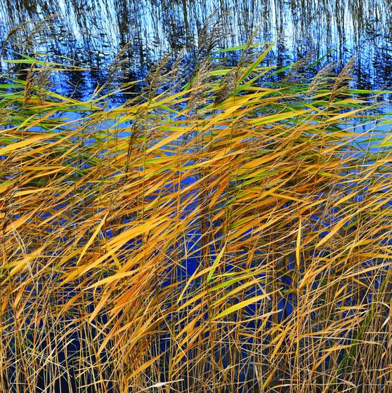 Reed_-2