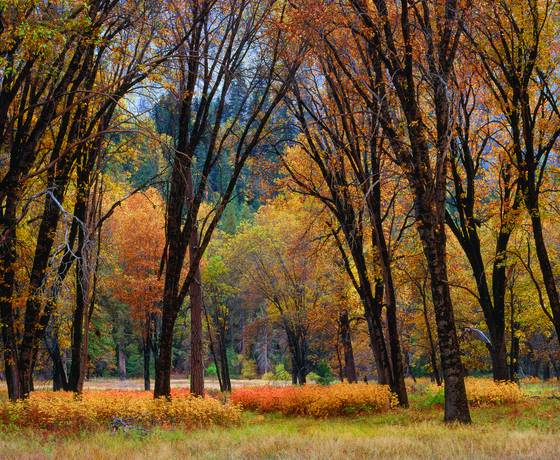 Autumn_black_oak_forest