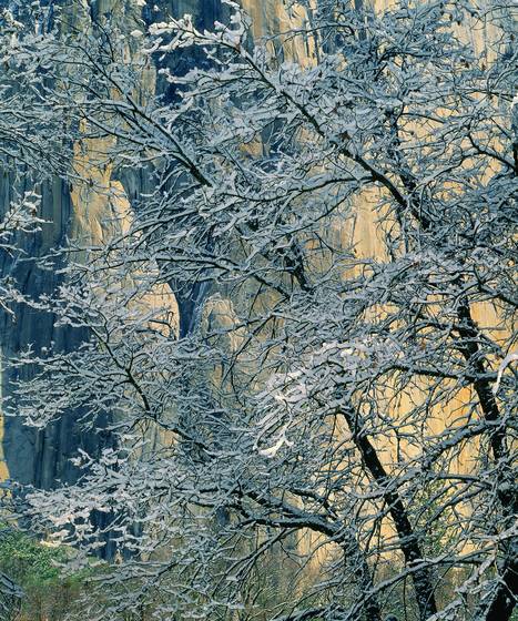 Branches_and_snow