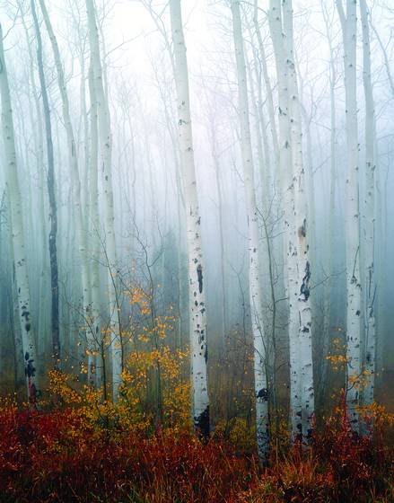 Aspens___fog