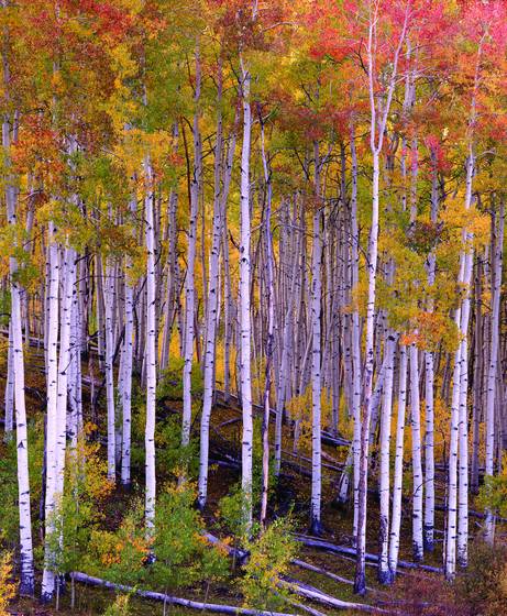Aspens_1