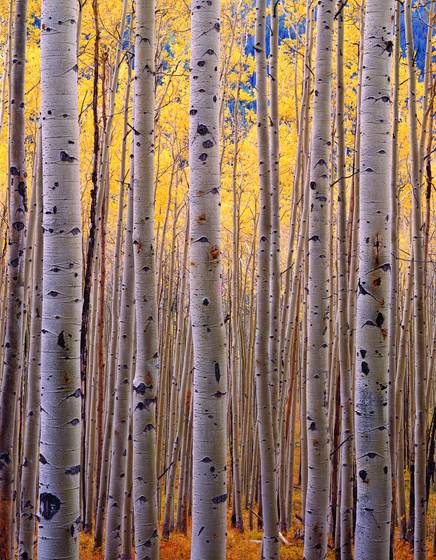 Aspens_2