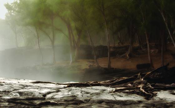 Causarina_trees_near_pohoiki