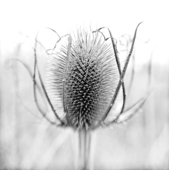 Thistle_tif