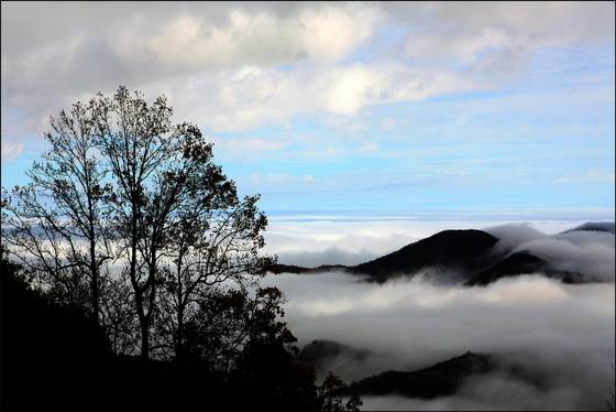 Clouds_and_tree