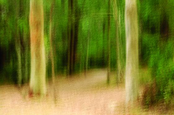 Bush_track