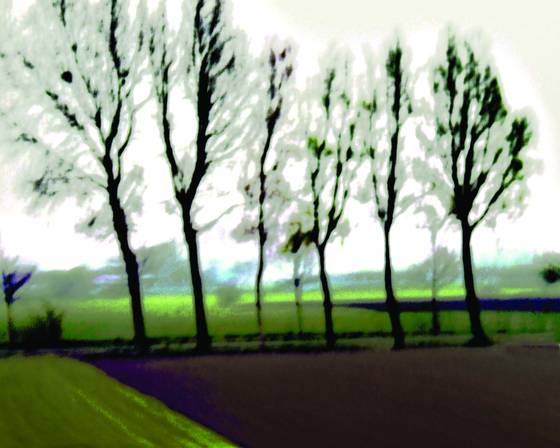Trees___plowed_field
