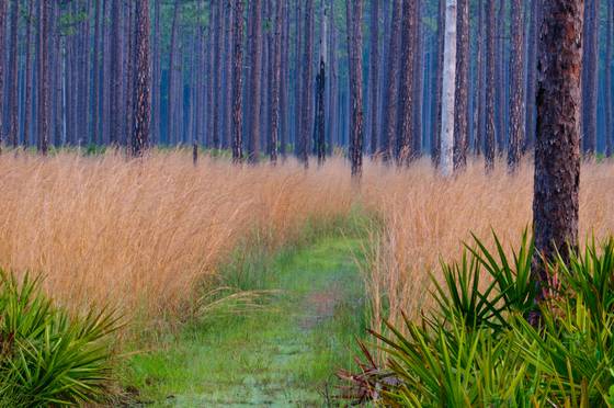 Ochlockonee_grass