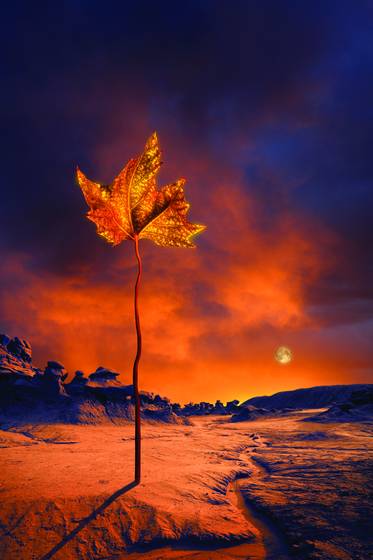 The_last_leaf