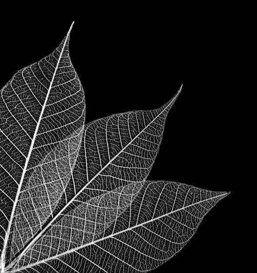 Leaf_skeleton