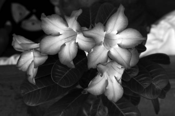 Carib_blossoms