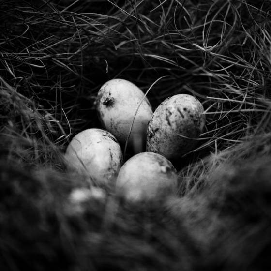 Birth___death