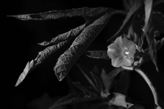 Wildflower