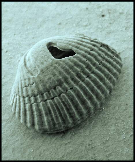 Heart_shell
