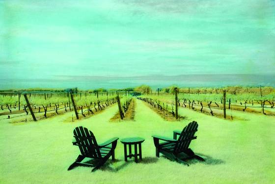 Vineyard_in_summer