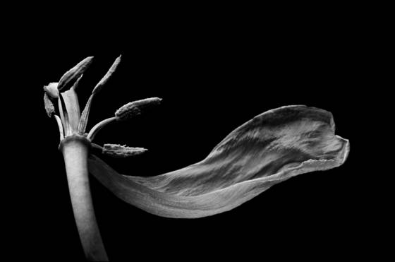 Dead_tulip__2