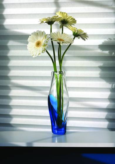 White_gerber_daisies