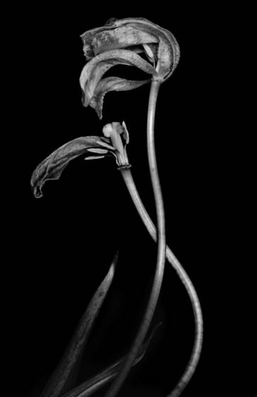 Dead_tulip__3
