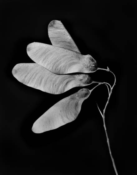 Seed_pods