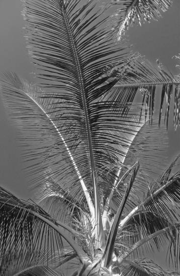 Maui_tree