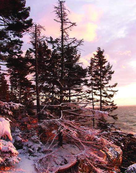 Old_spruces_by_shore_in_snow