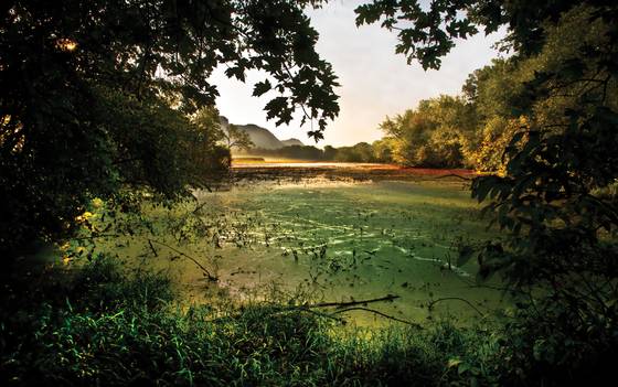 Swamp