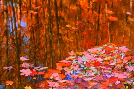 Carpet_of_leaves