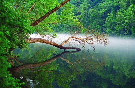 Dipping_tree