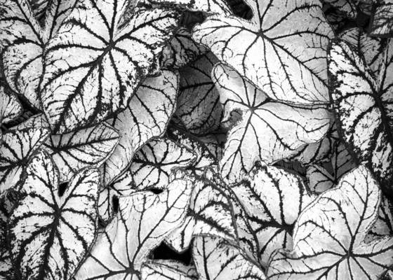 White_leaves