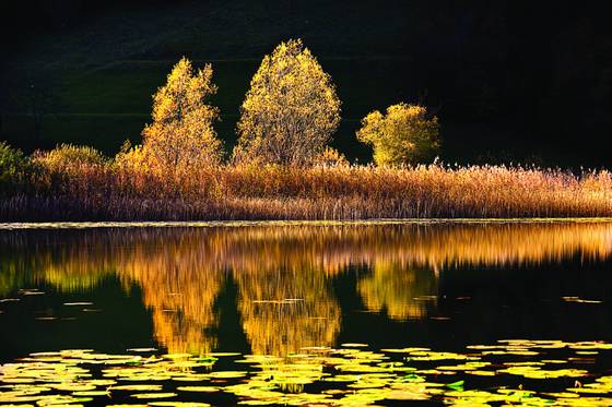 The_pond