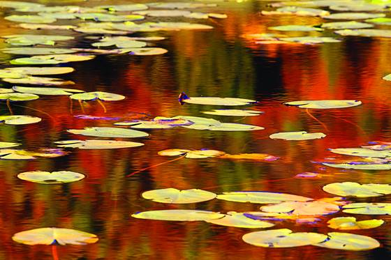 Water_lilies_2