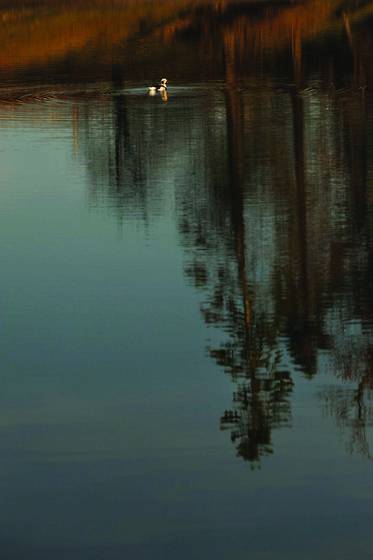 Reflections_ll