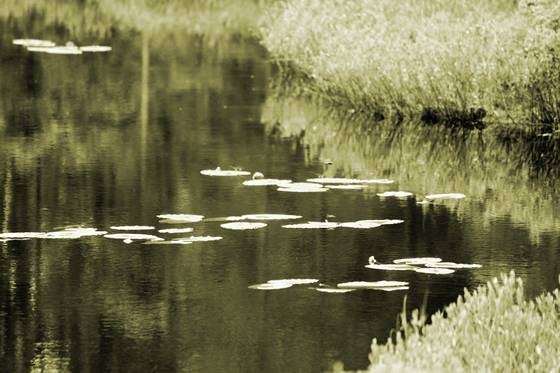 At_the_bog