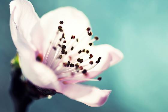 Early_spring_series_no_4