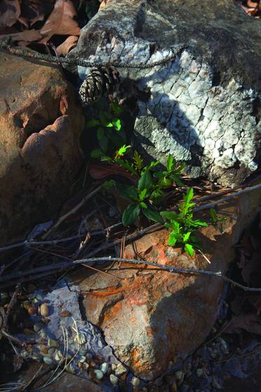 Natures_abstract_2380