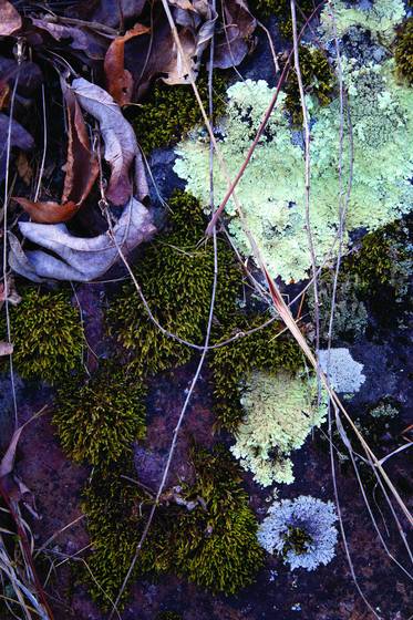 Natures_abstract_2407