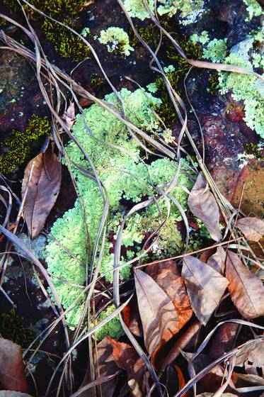 Natures_abstract_2423