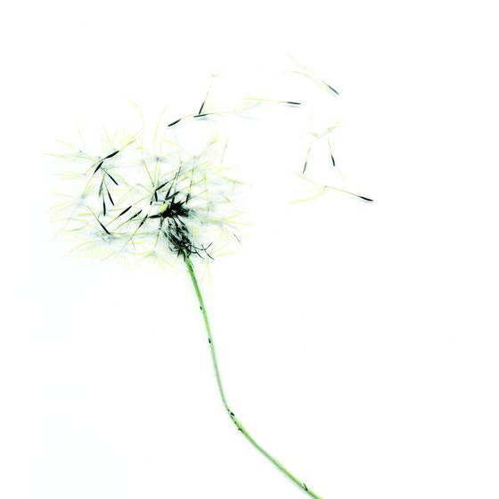 Make_a_wish_4