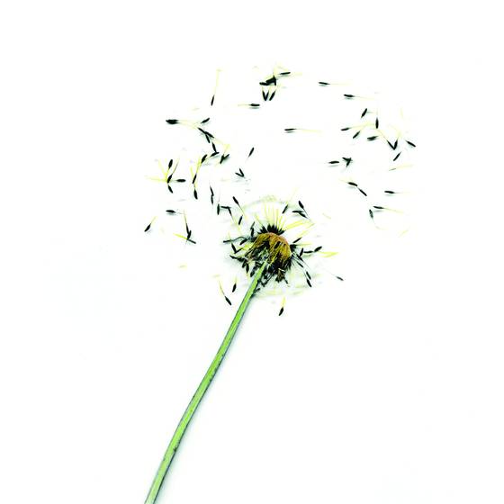Make_a_wish_7