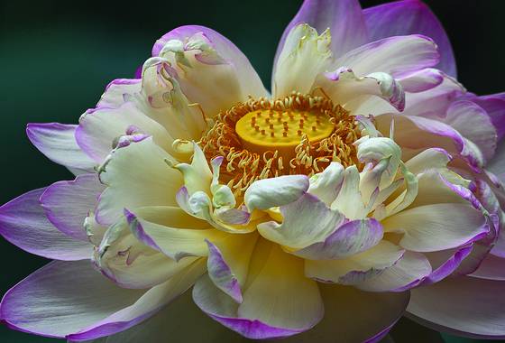 Open_pink_lotus