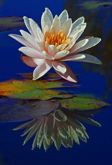 Peach_water_lily