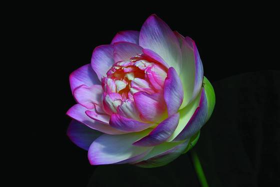 Pink_lotus