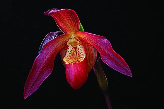 Red_orchid