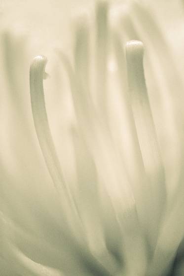 Mums_on_a_summer_morning