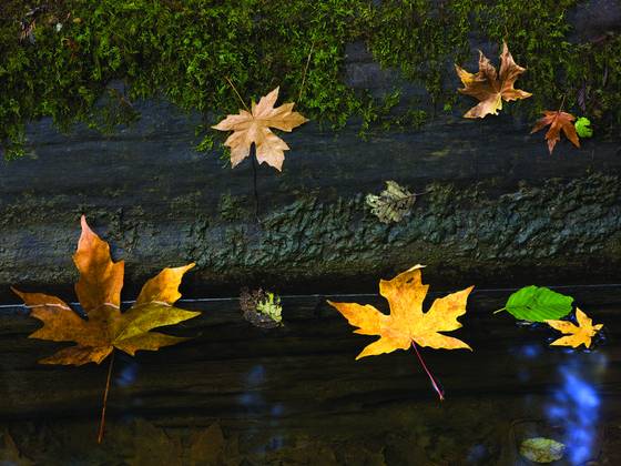 Floating_leaves_and_redwood_log