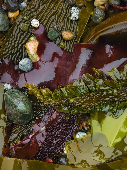 Kelp_and_scattered_pebbles