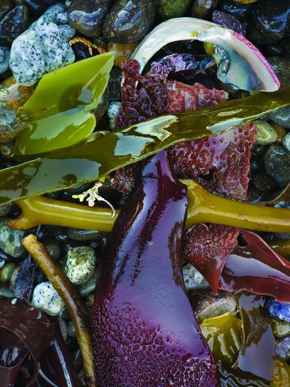 Kelp_and_shell_fragment_3