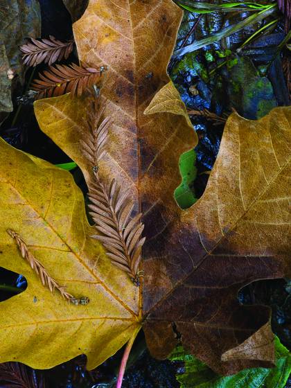 Maple_leaf_and_redwood_fronds