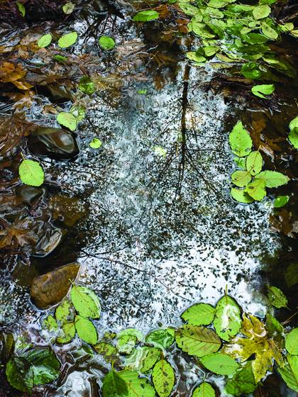 Pond_girdled_by_leaves